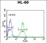 POLG2 Antibody (C-term)